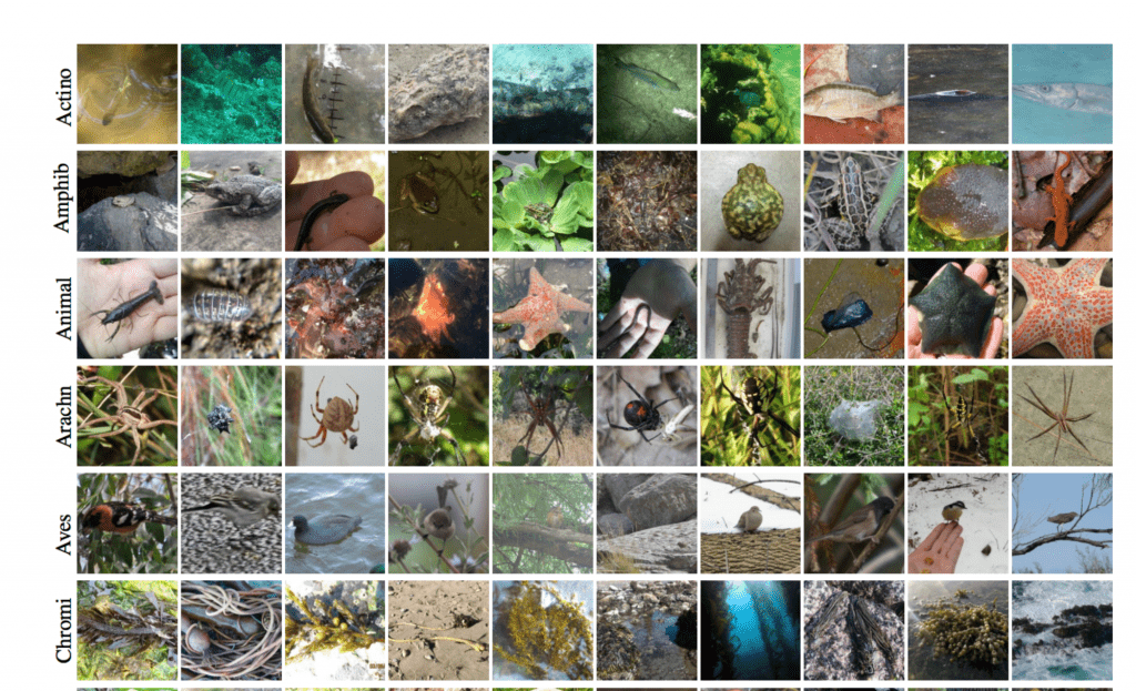 動植物の画像データセット – The iNaturalist Challenge 2017 Dataset